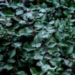 featured-50